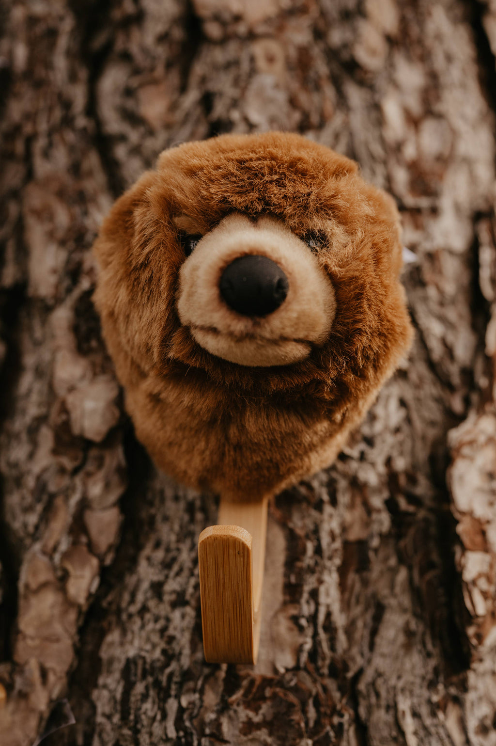 Coat hanger Brown Bear