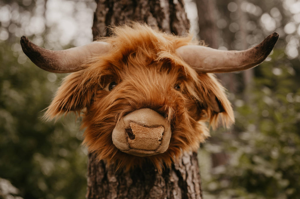 Nicolas the Highland Cow: Wall deco